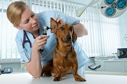 Dog wheezing outlet treatment